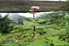 Persicaria runcinata